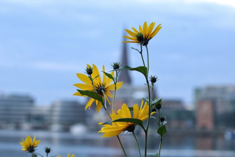 flowers, yellow flowers, garden-6646686.jpg